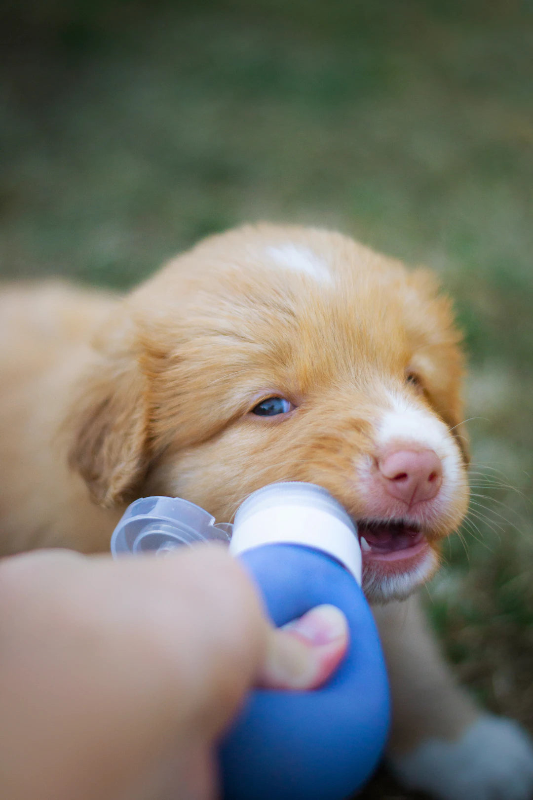 Ultimate Guide to Feeding Your Puppies and Kittens