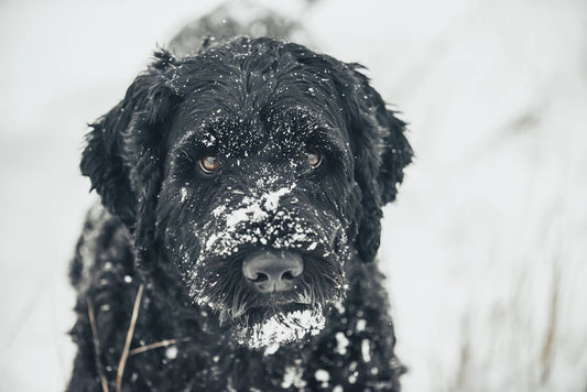 Keep Your Pets Safe This Winter Essential Tips