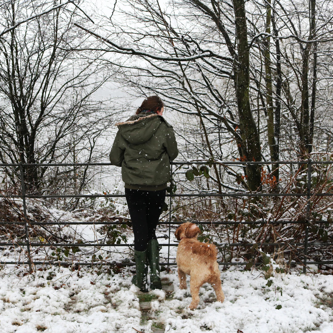 Winter Walks Best Practices for Dog Owners