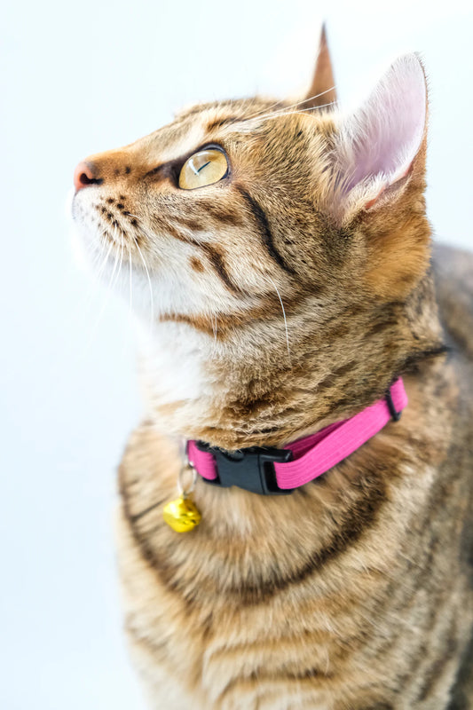 Chic and Functional Cat Collars for Winter Adventures