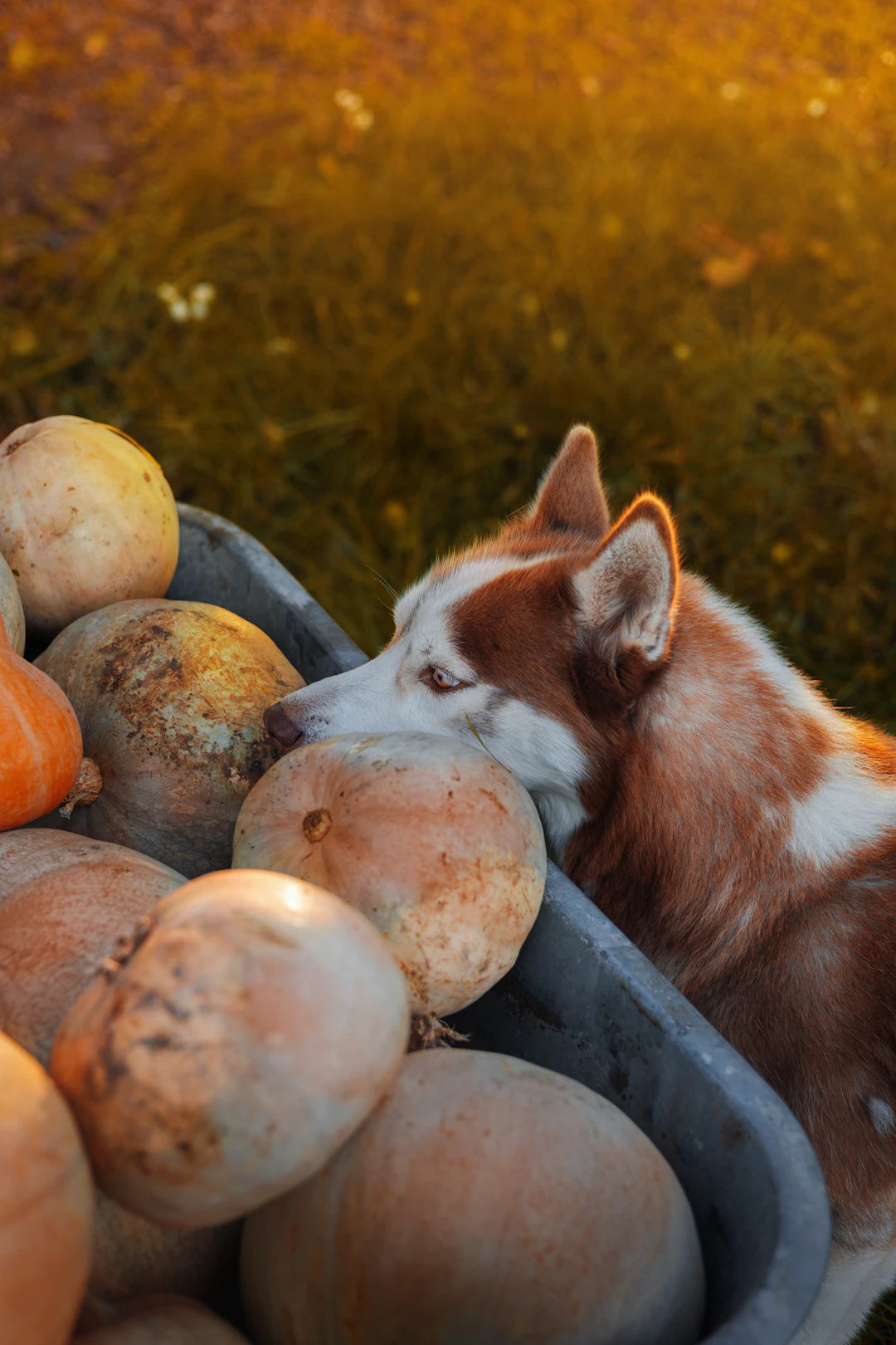 Exploring Raw Food Diets for Dogs and Cats