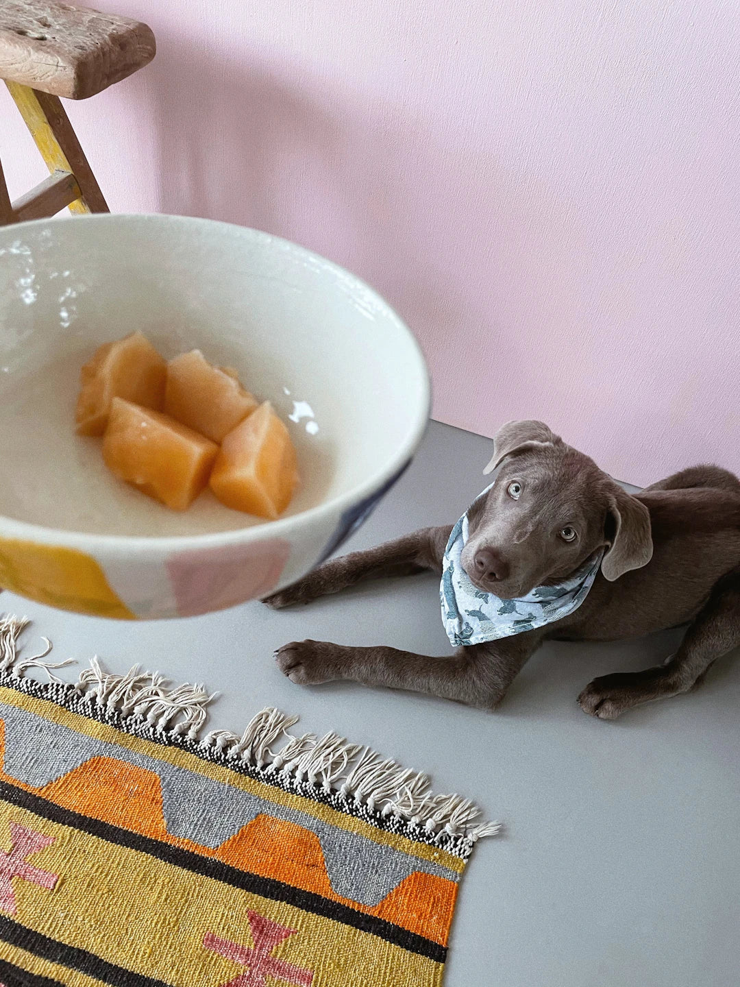 The Essential Role of Carbs in Your Pet's Diet