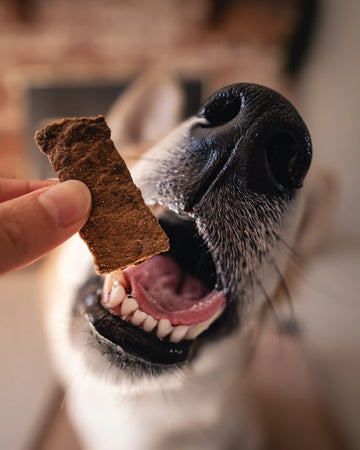 Nutritious Single Ingredient Treats for Happy Winter Pets