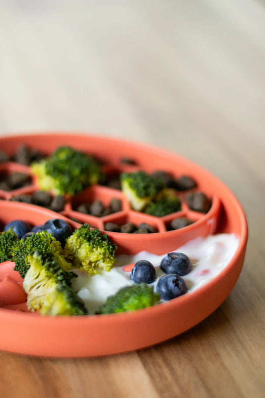 Gourmet Summer Dog Meals for Healthy Tasty Adventures
