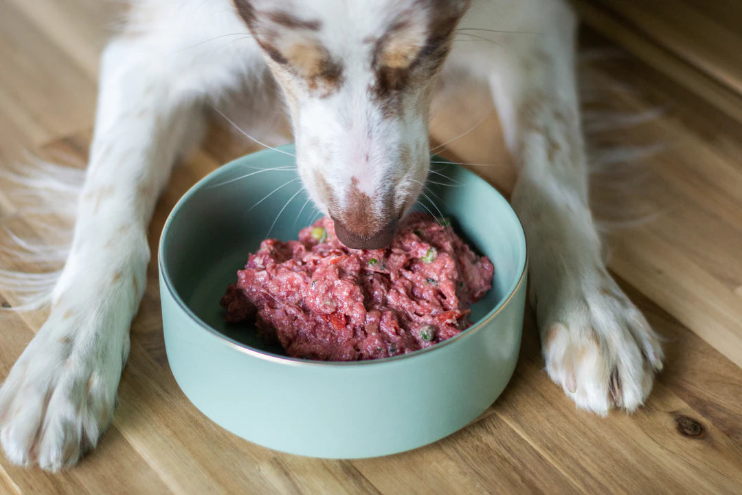 Freeze-Dried Raw Diets for Health-Conscious Dogs
