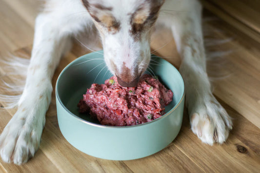 Freeze-Dried Raw Diets for Health-Conscious Dogs