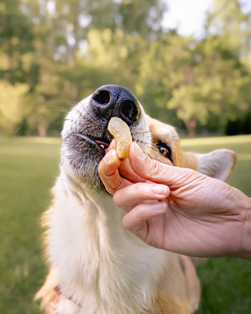 Nutritious Whole Food Treats for Dogs of All Ages