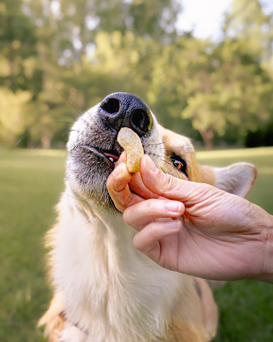 Nutritious Whole Food Treats for Dogs of All Ages