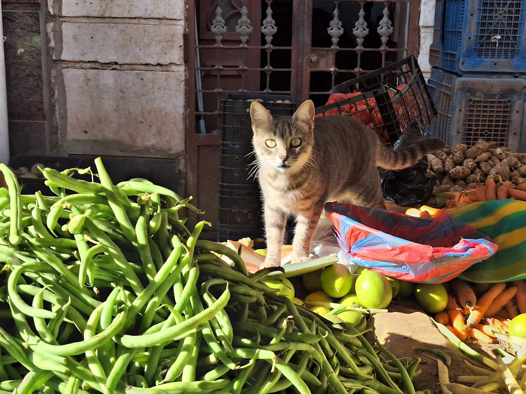 Transform Your Pets' Health with Holistic Nutrition