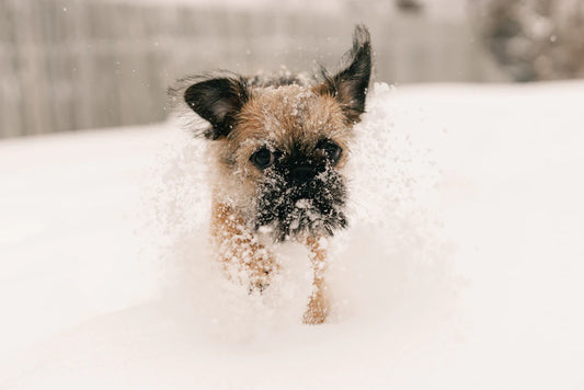 Keep Your Pets Active This Winter Fun Indoor Ideas
