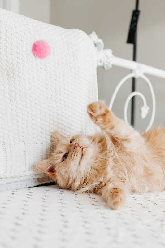 Engaging Indoor Activities for Your Beloved Pets