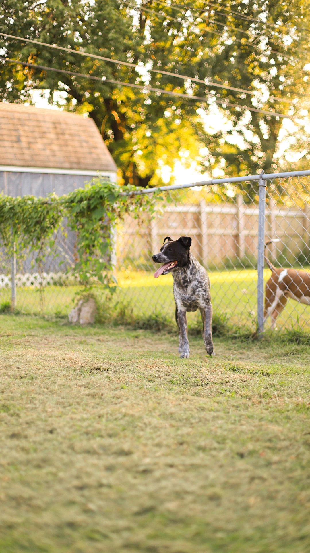 Build a Pet-Friendly Backyard Oasis for Summer Fun
