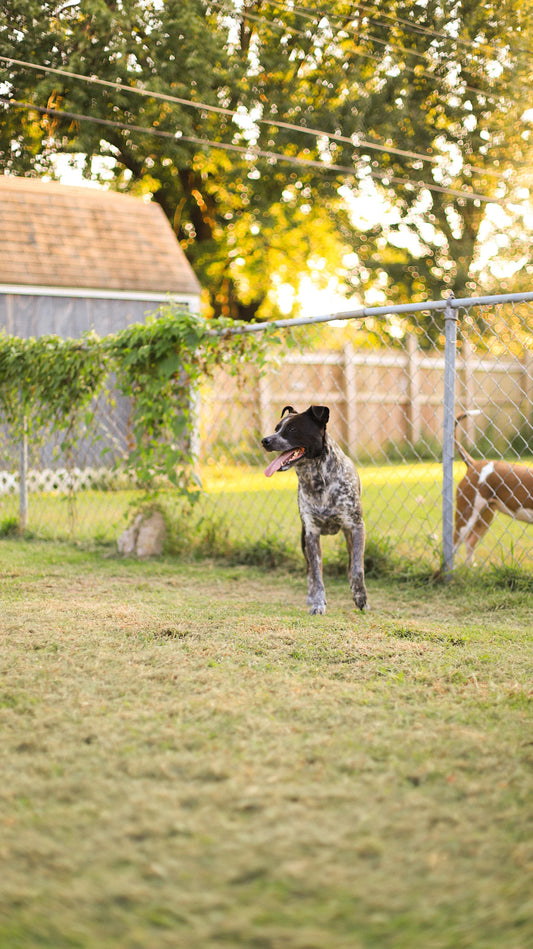 Build a Pet-Friendly Backyard Oasis for Summer Fun