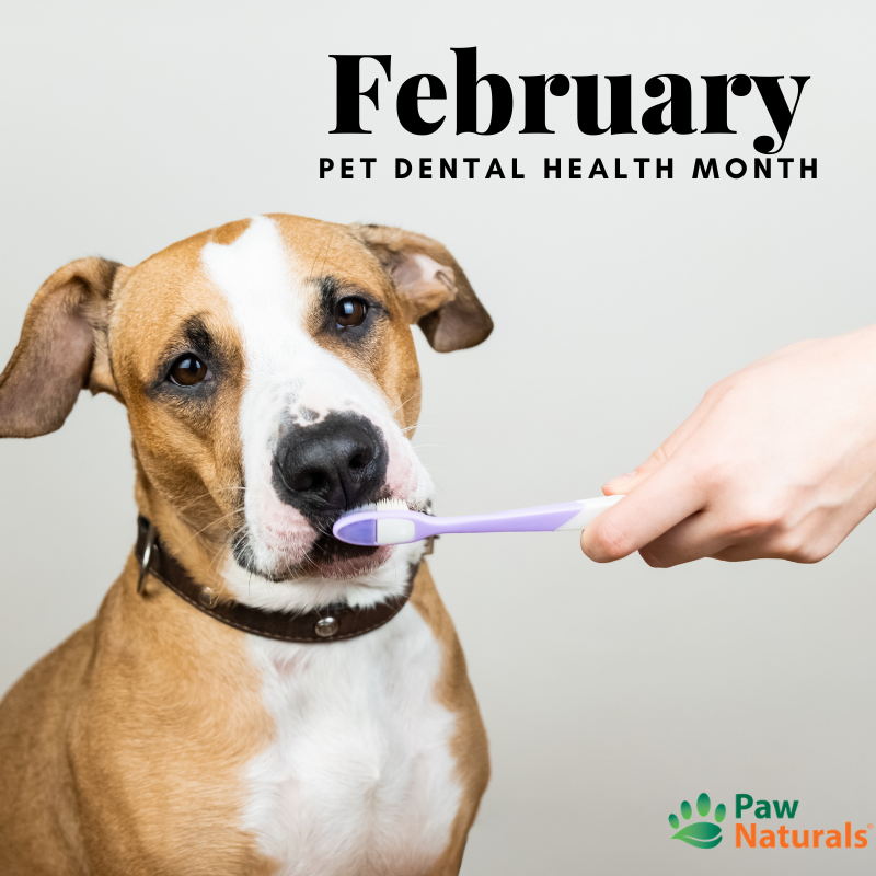 February: Pet Dental Health Month