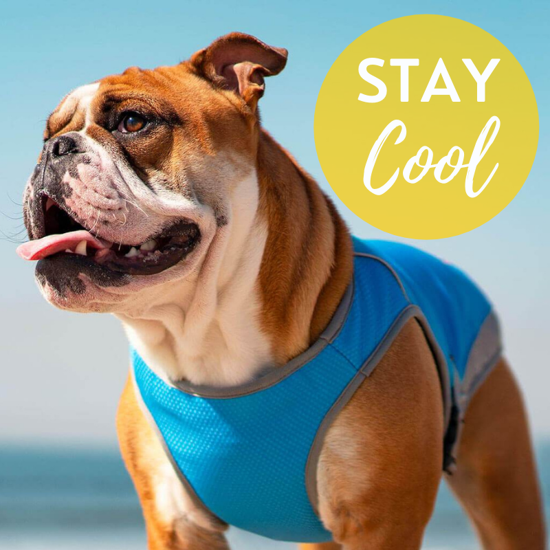 Cooling Products
