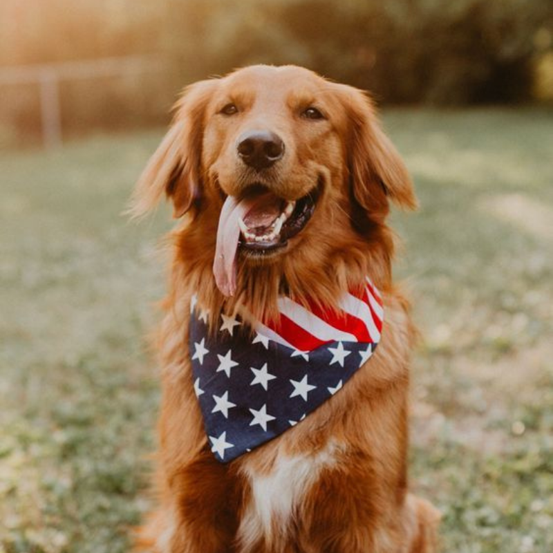 Patriotic Pooch