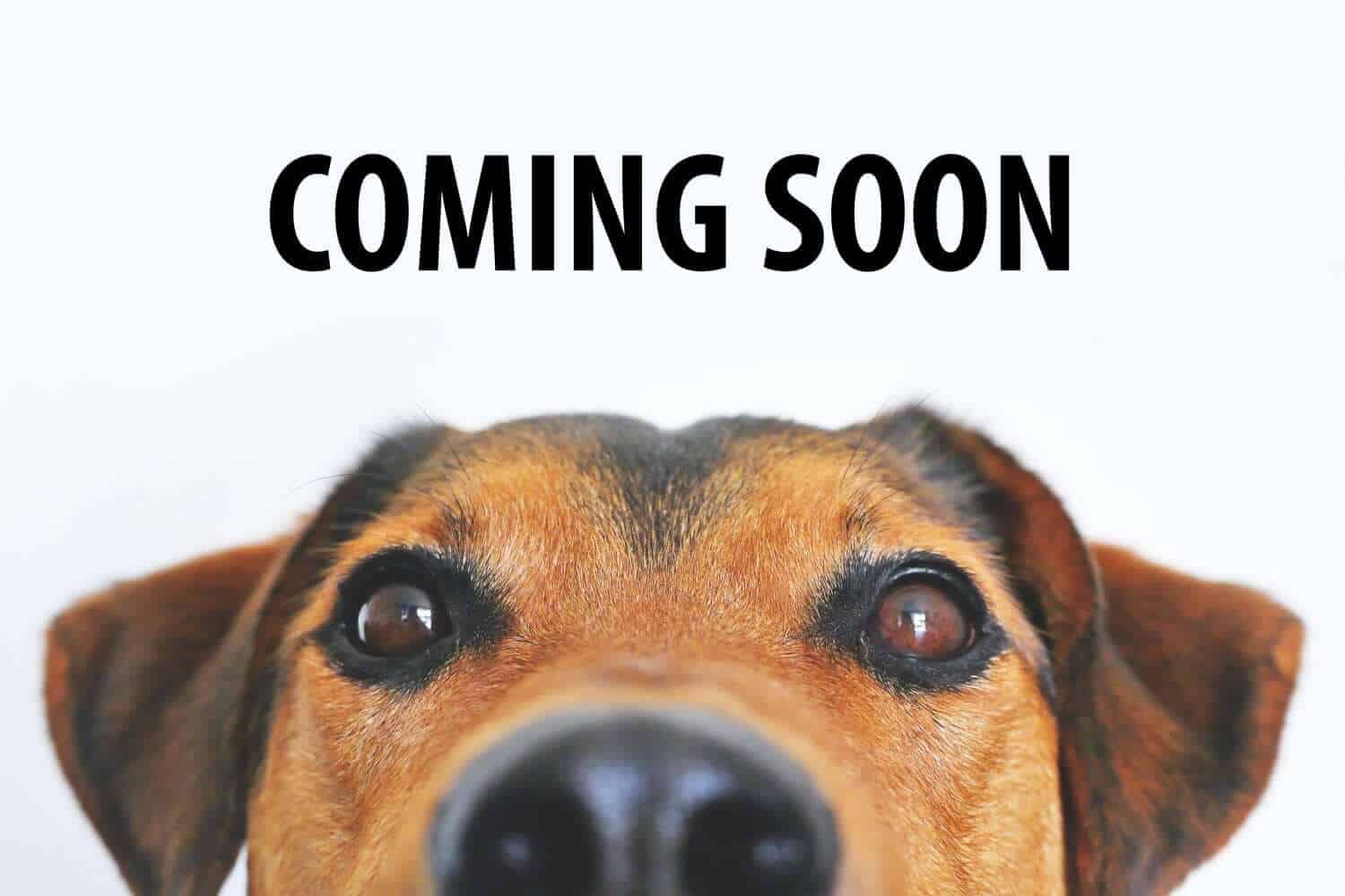 Pre-Order