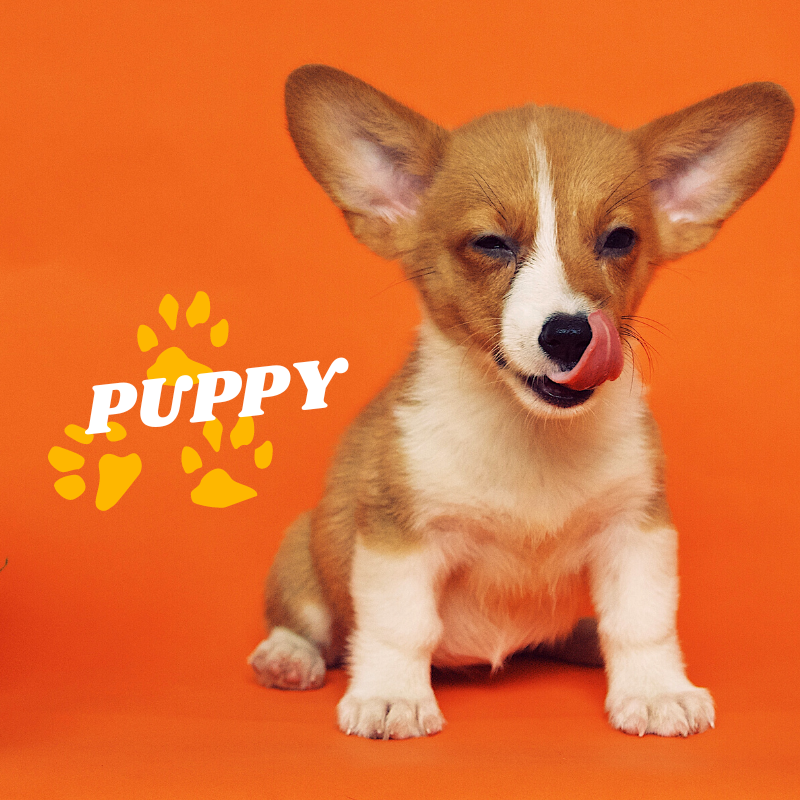 Puppy