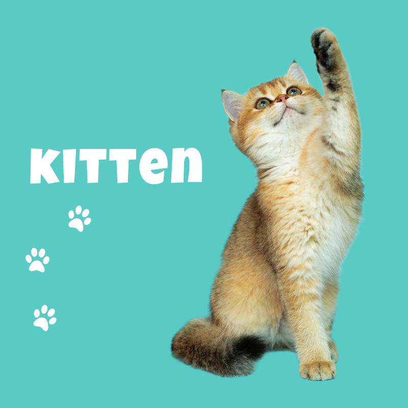 Kitten