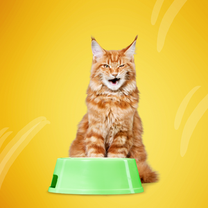 Cat Bowls & Feeders