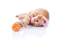 Cat Toys