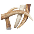 Antlers & Horns
