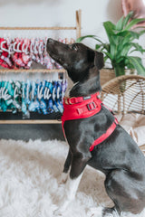 SASSY WOOF Merlot Dog Collar