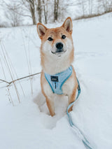 SASSY WOOF Blumond Dog Adjustable Harness