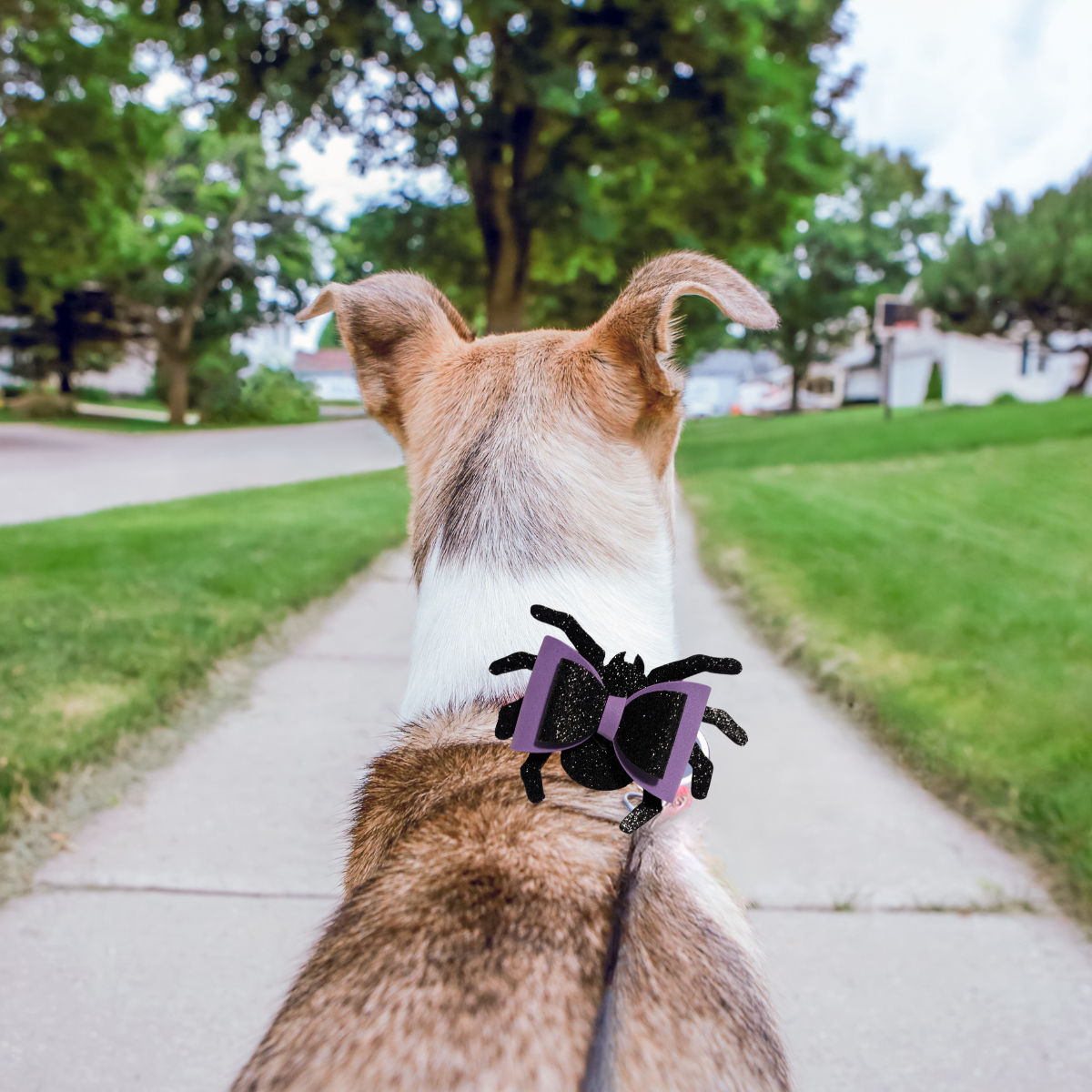 Halloween Spider 3D Pet Bow for Dogs & Cats