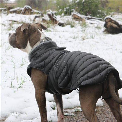 Doggie Design Alpine Extreme Weather Puffer Coat for Dogs