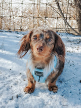 SASSY WOOF Blumond Dog Adjustable Harness
