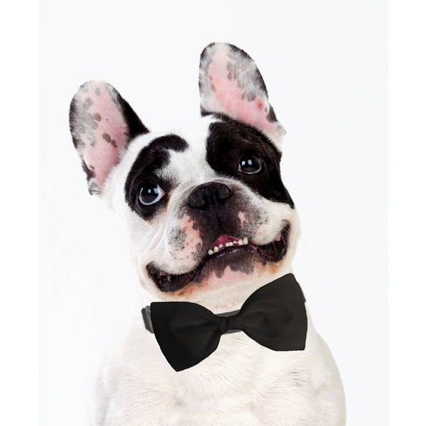 Sophisticated Pup Dog Bow Tie Accessory