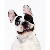 Sophisticated Pup Dog Bow Tie Accessory