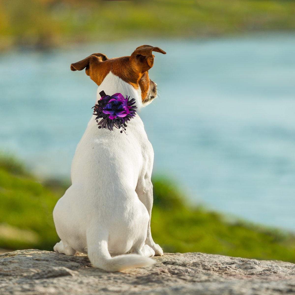 Sparky & Co Halloween Flower Corsage Collar Accessory