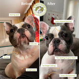 Wholistic Pet Organics Pure Colostrum for Dogs & Cats