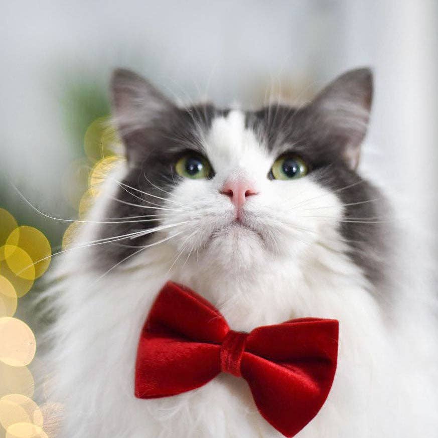 Made By Cleo - "Velvet - Garnet Red" - Bow Tie for Cats + Small Dogs