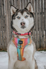 SASSY WOOF The Night Life (Reflective) Dog Adjustable Harness