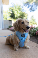 SASSY WOOF Blumond Dog Adjustable Harness