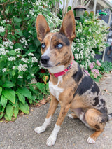 SASSY WOOF Merlot Dog Collar