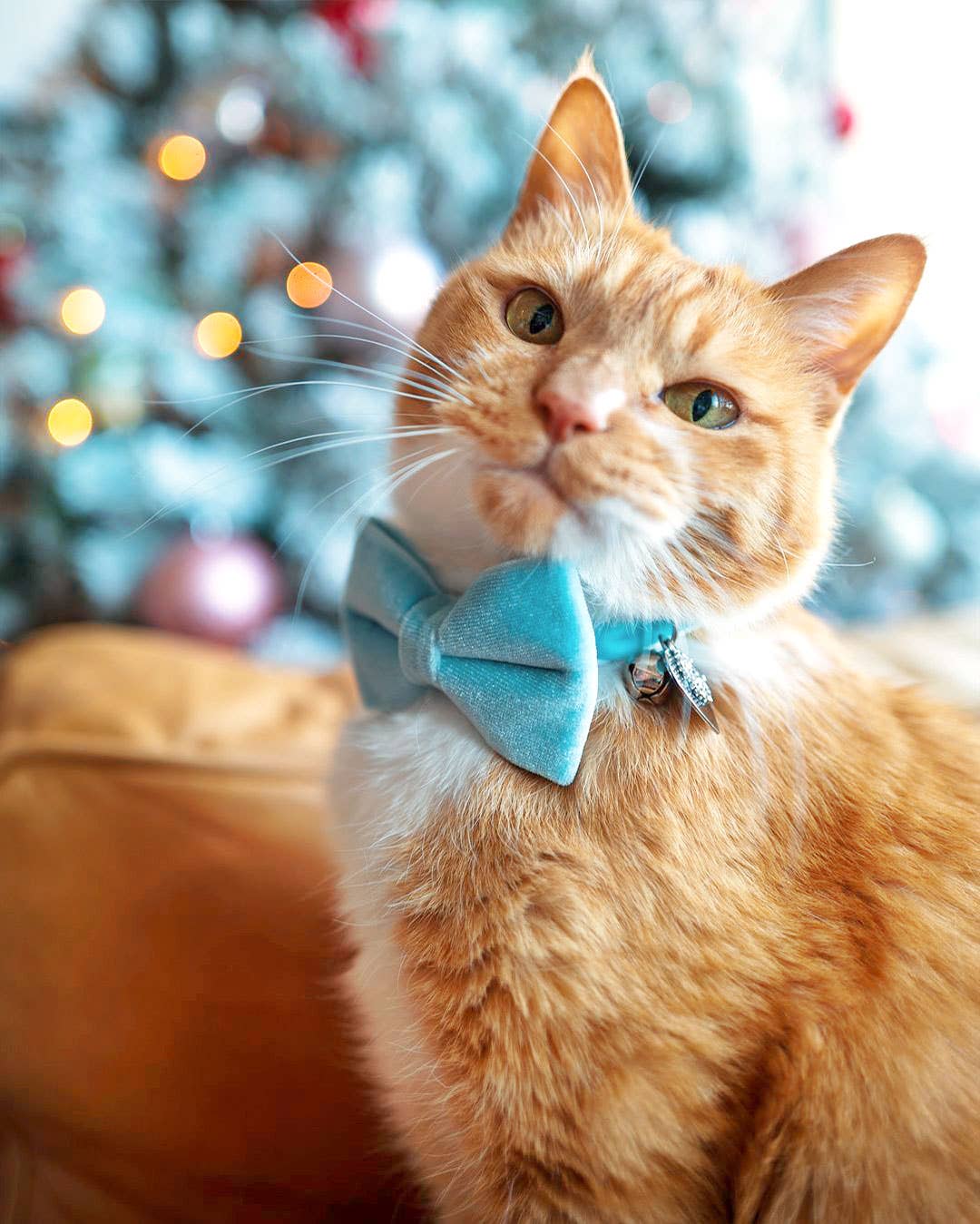 Made By Cleo - "Velvet - Frosty Blue" - Bow Tie for Cats + Small Dogs