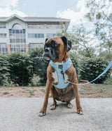 SASSY WOOF Blumond Dog Adjustable Harness