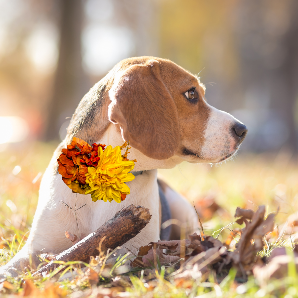 Sparky & Co Autumn Flower Corsage Collar Accessory