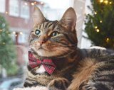 Made By Cleo - "Hearthside" - Bow Tie for Cats + Small Dogs