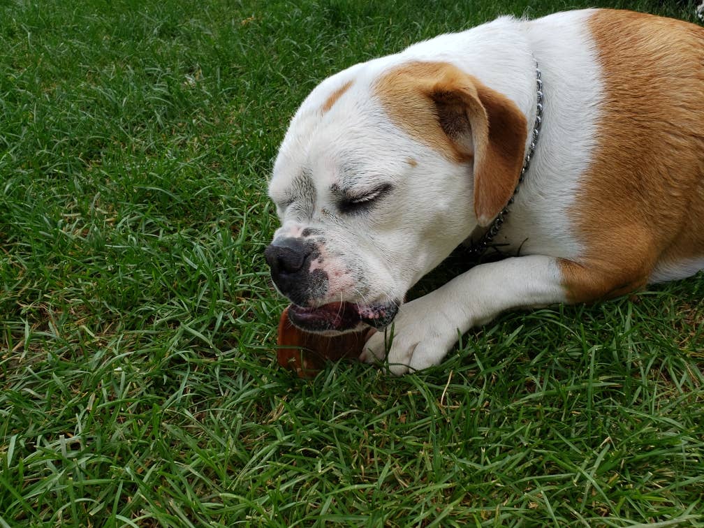 Jones Natural Chews Pig Ear Standard