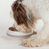 Cleverpup Nomad Collapsible Dog Bowl