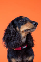 SASSY WOOF Merlot Dog Collar