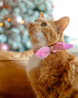 Made By Cleo - "Velvet - Ballet Pink" - Classic Pink Velvet Cat Collar