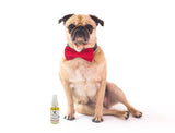 Warren London Dog Products Grapeseed Oil Paw Revitalizer