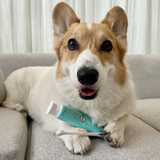 Wag & Bright Supply Co. Puppy Polish Toothpaste