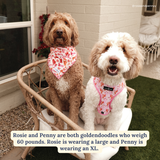 Lucy & Co. Howdy, Honey Reversible Harness